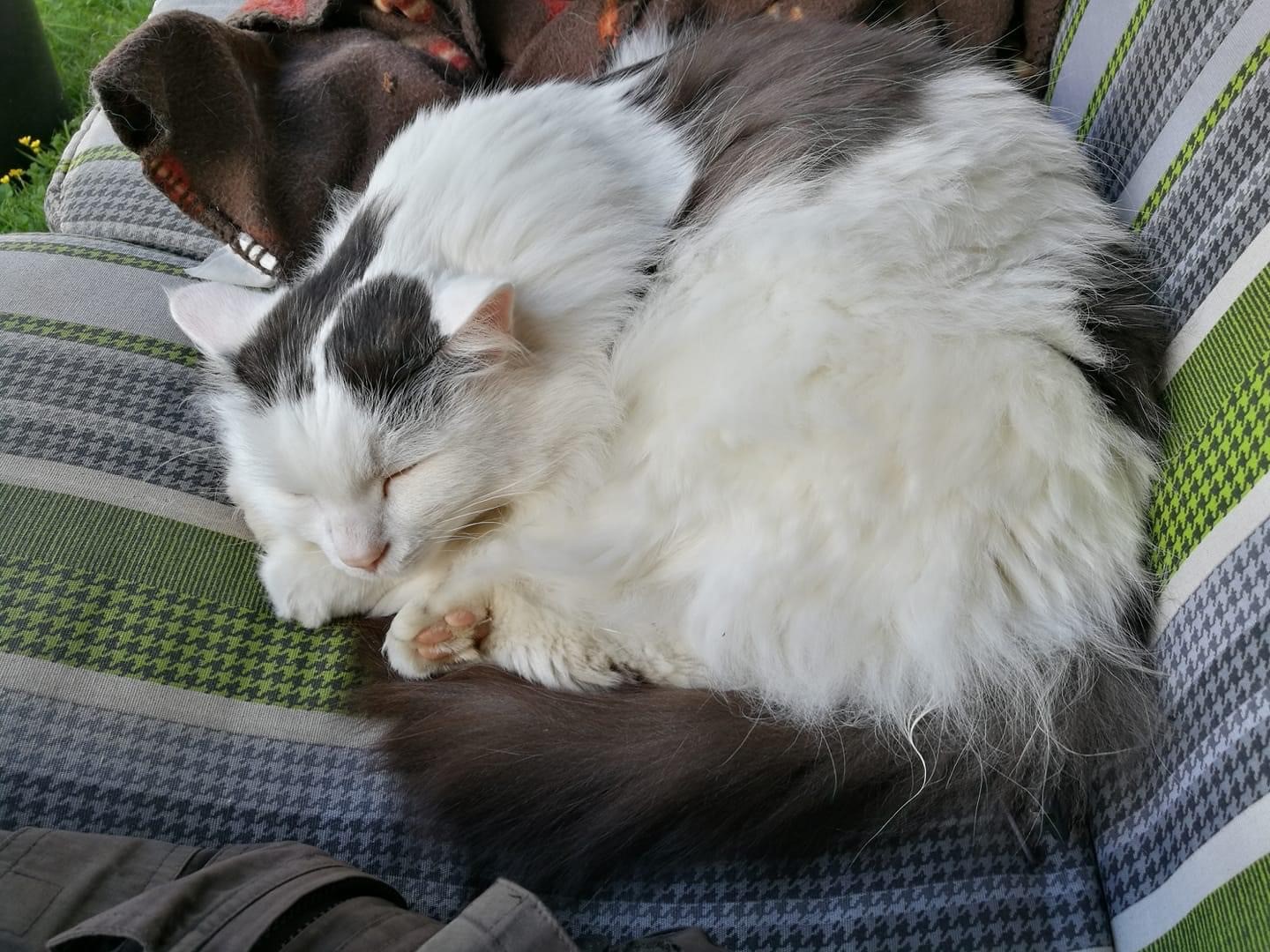 sibirisk katt Junior