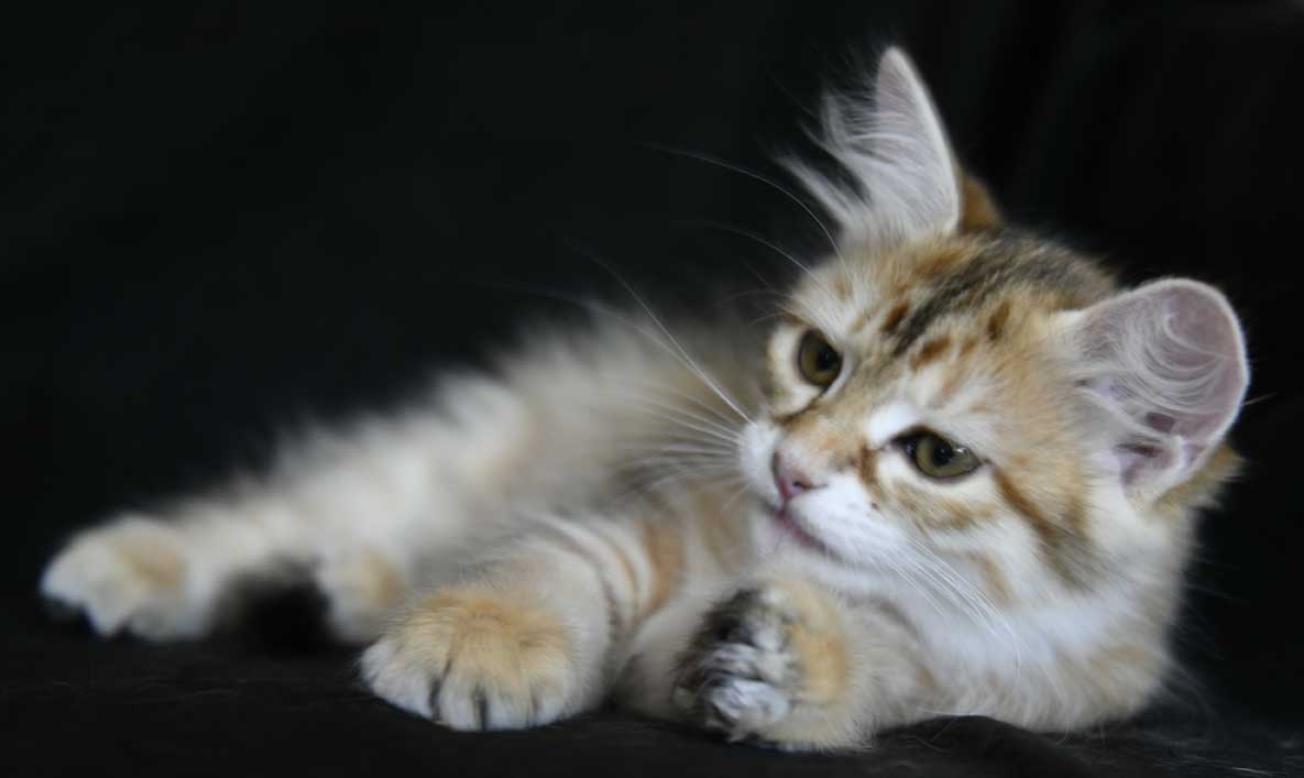 sibirisk kattunge Bianca