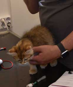 sibirisk kattunge Bianca