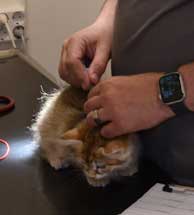 sibirisk kattunge Bianca