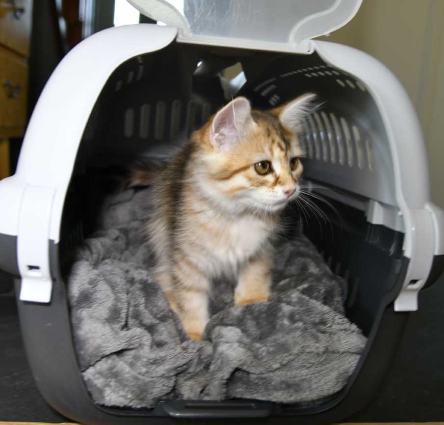 sibirisk kattunge Bianca