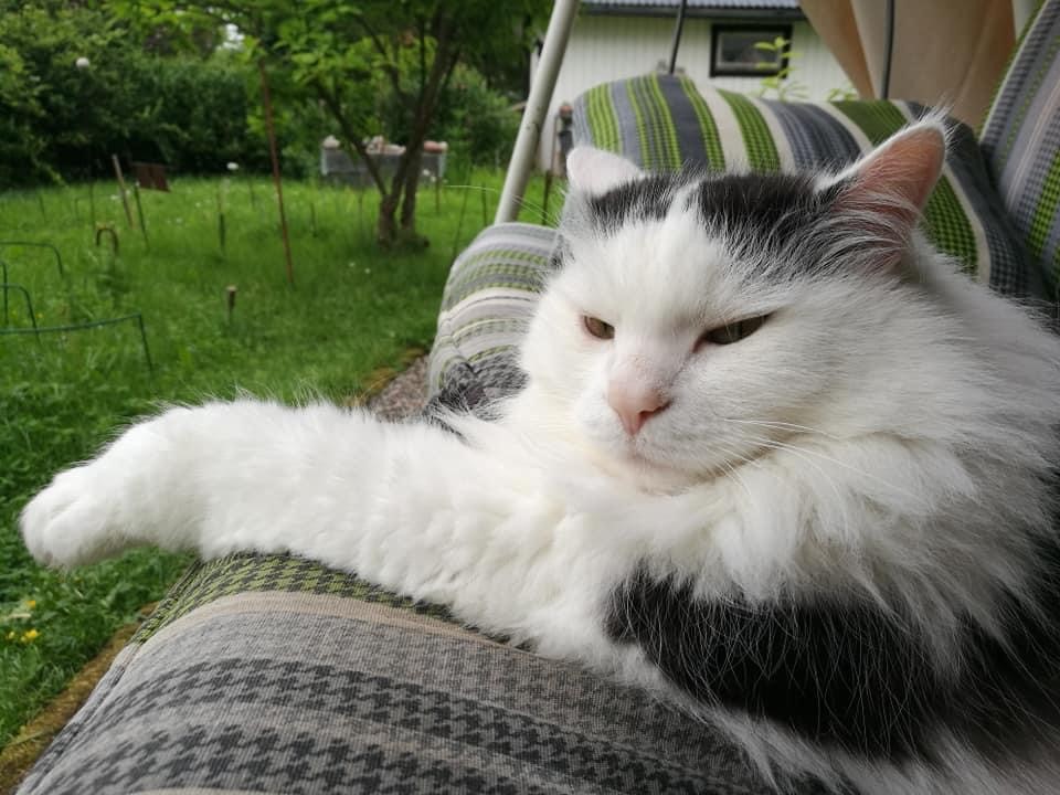 Sibirisk katt Junior