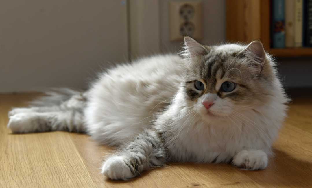sibirisk kattungar Whiffi