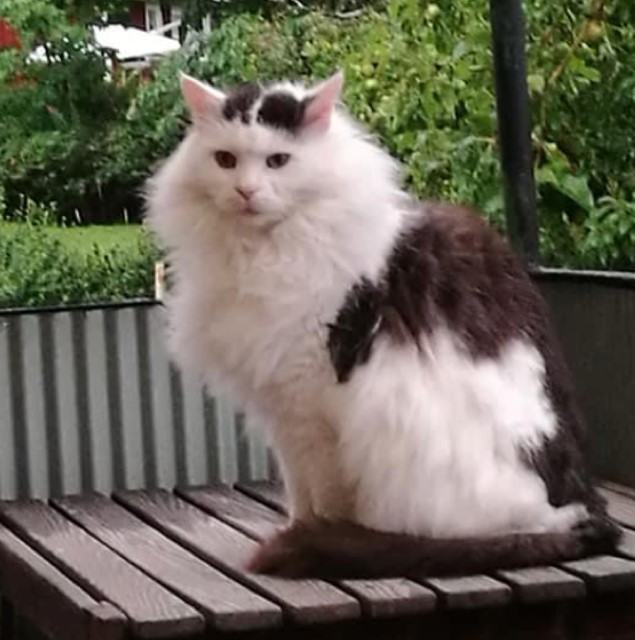 Sibirisk katt Junior