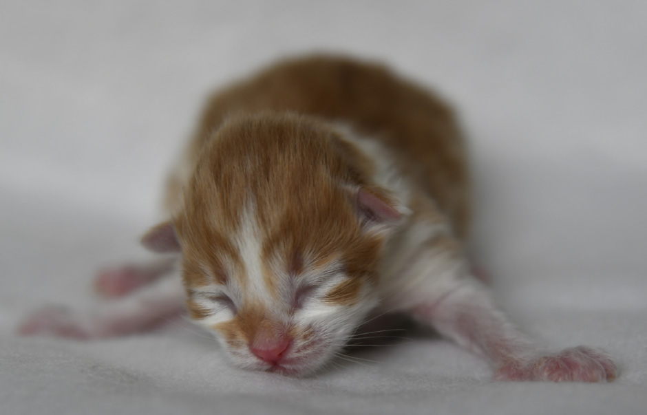 Sibirisk kattunge Edwin