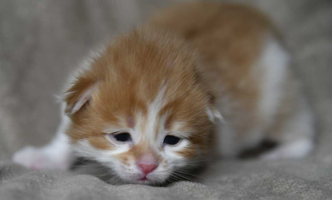 Sibirisk kattunge Edwin