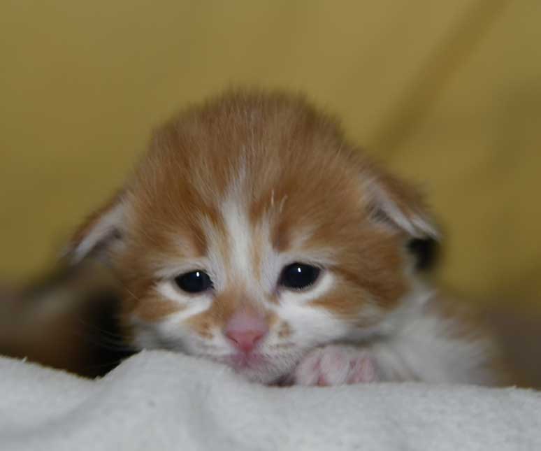 Sibirisk kattunge Edwin
