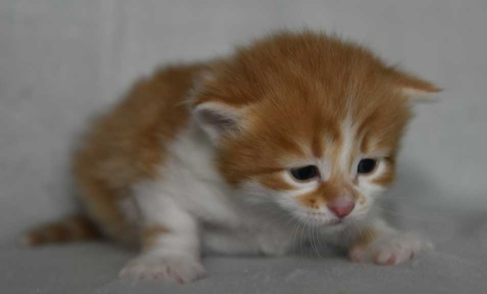 Sibirisk kattunge Edwin