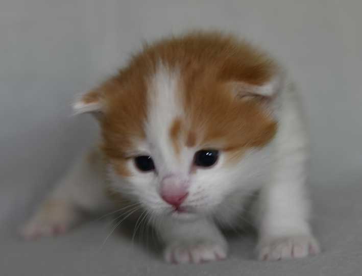 Sibirisk kattunge Elvis