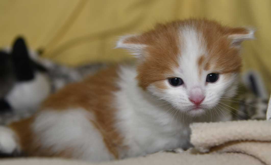 sibirisk kattunge Elvis