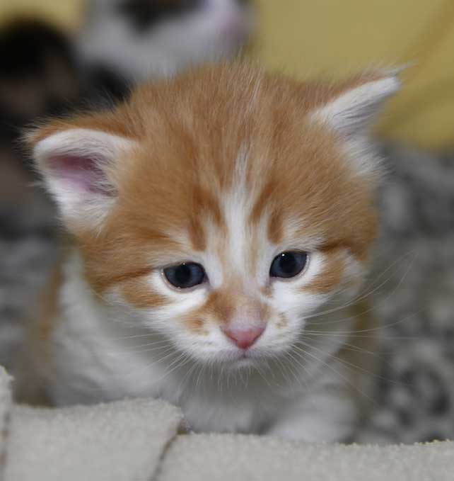 Sibirisk kattunge Edwin