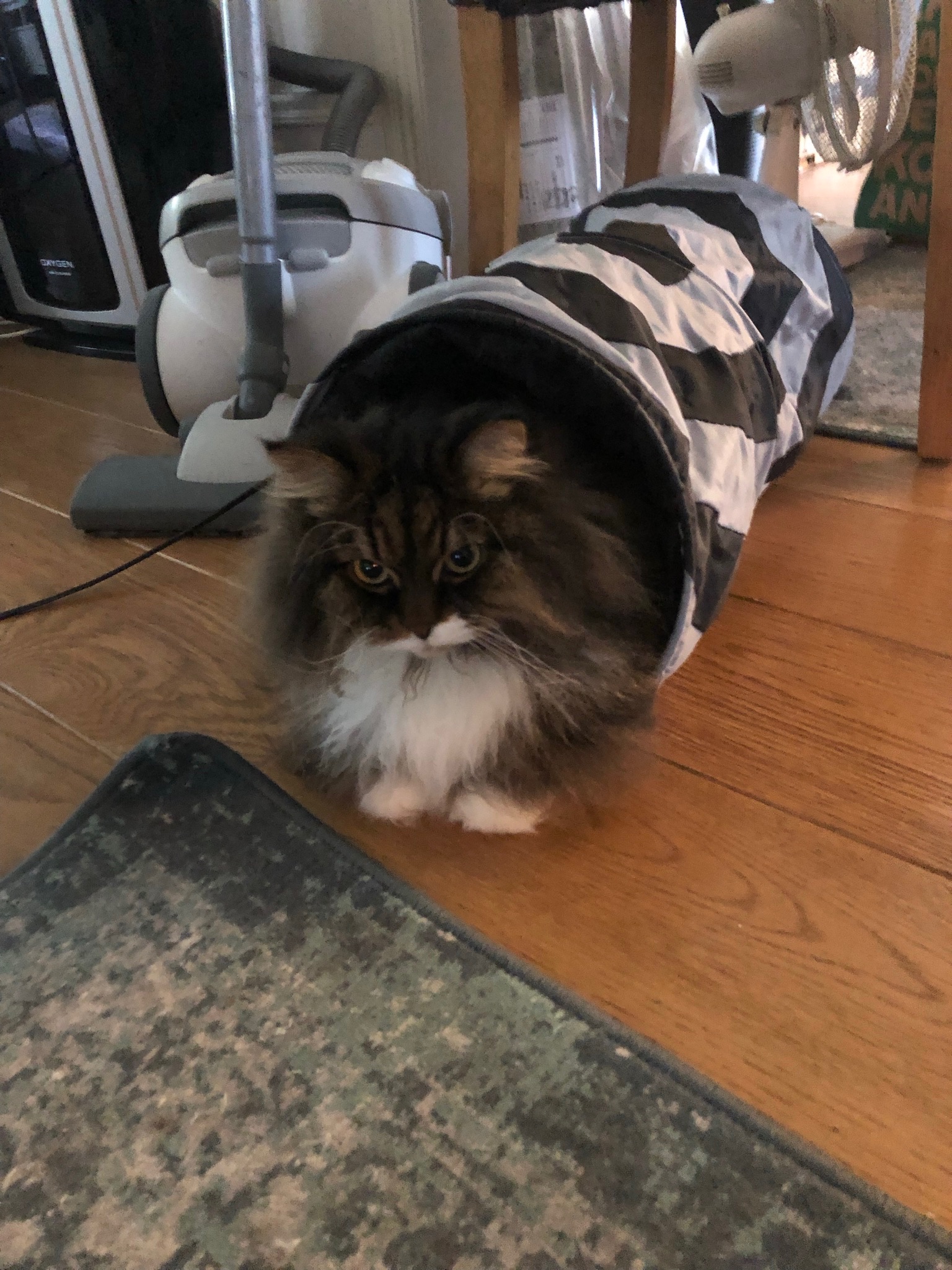 Sibirisk katt Achilles