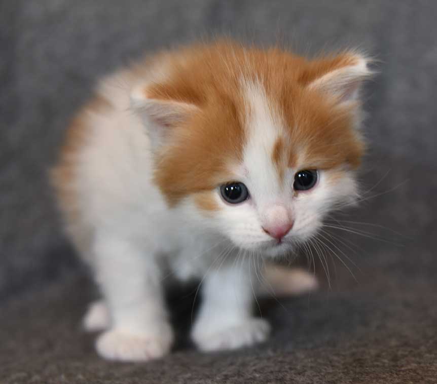Sibirisk kattunge Elvis