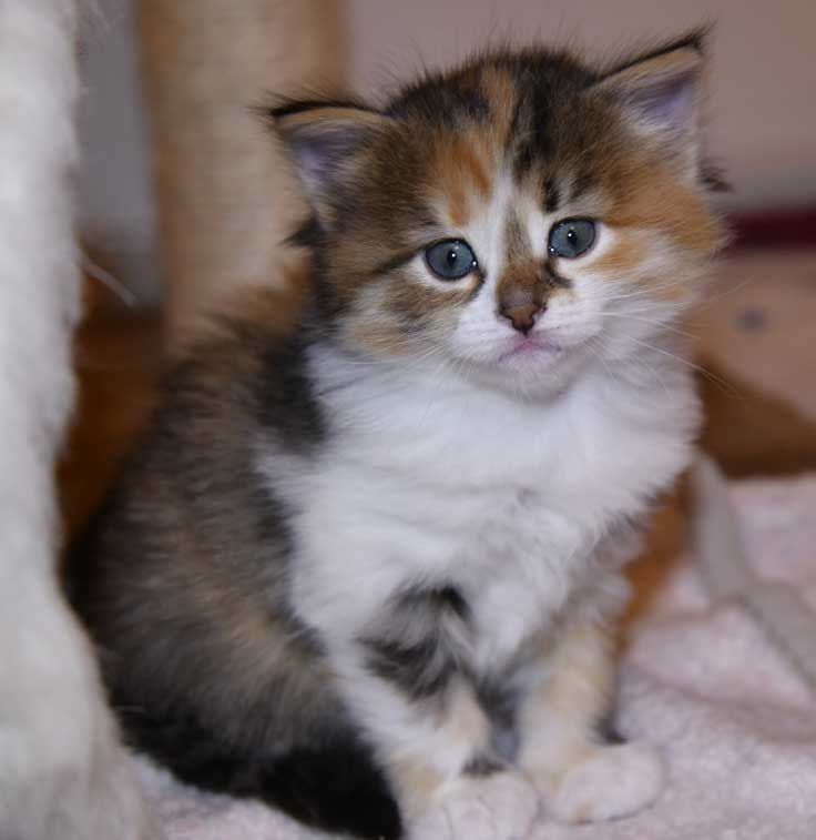 Sibirisk kattunge Ebella