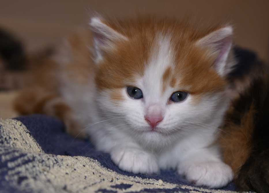 Sibirisk kattunge Elvis