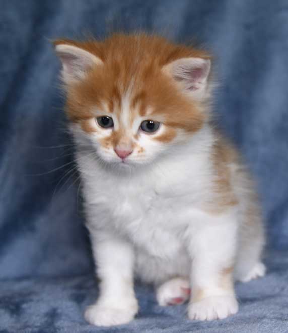 Sibirisk kattunge Edwin