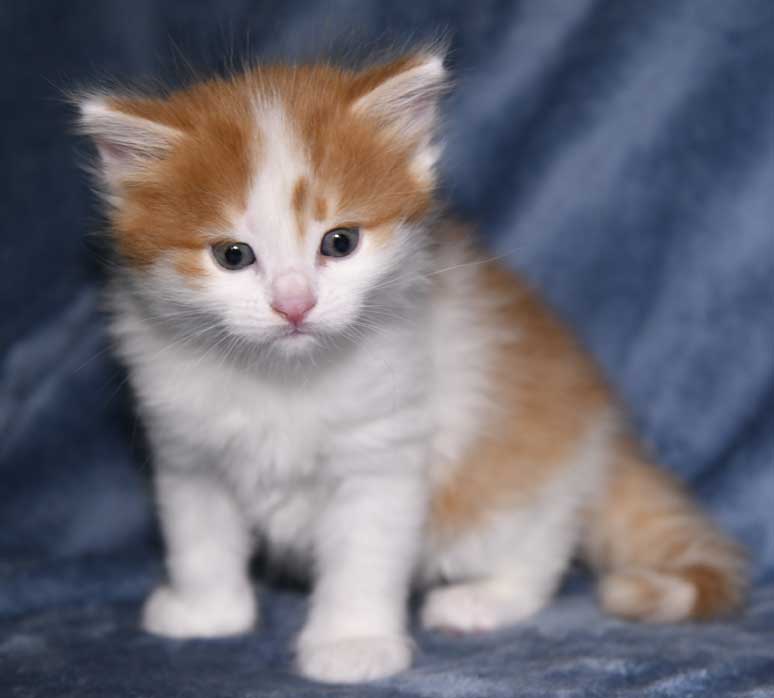 sibirisk kattunge Elvis