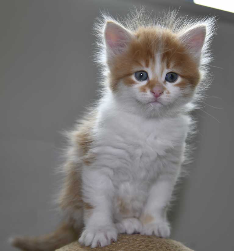 Sibirisk kattunge Edwin