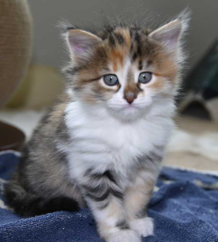 Sibirisk kattunge Ebella