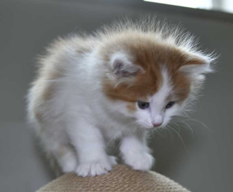 Sibirisk kattunge Elvis