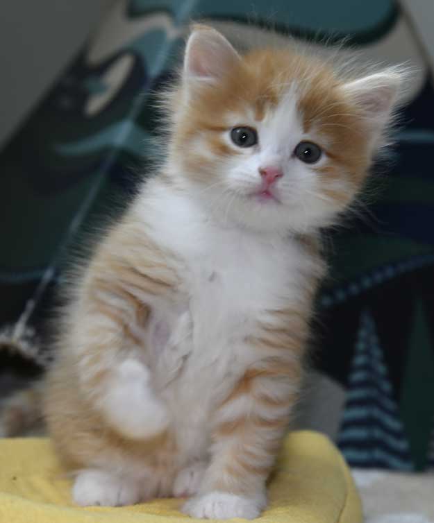 Sibirisk kattunge Einstein