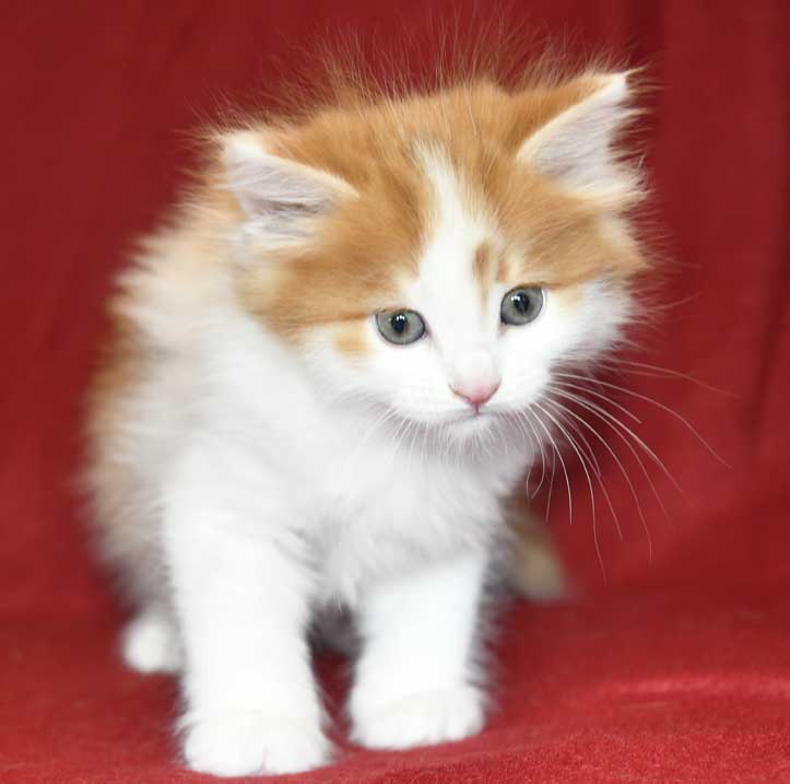 Sibirisk kattunge Elvis
