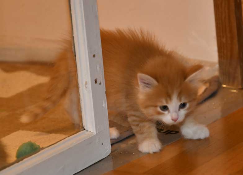 Sibirisk kattunge Einstein