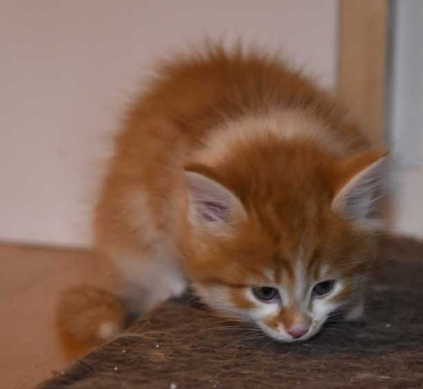 sibirisk kattunge Edwin