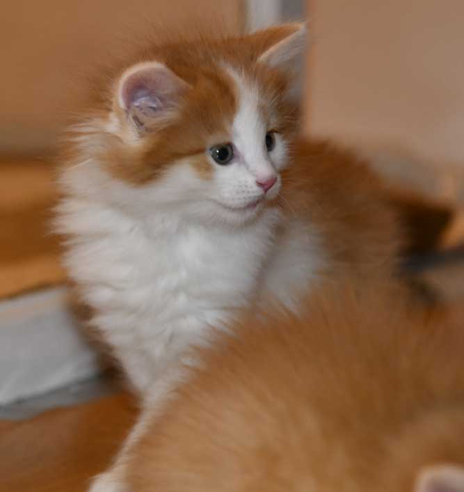 Sibirisk kattunge Elvis
