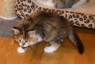 Sibirisk kattunge Ebella