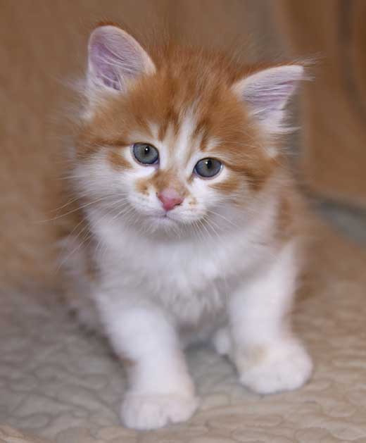 Sibirisk kattunge Edwin