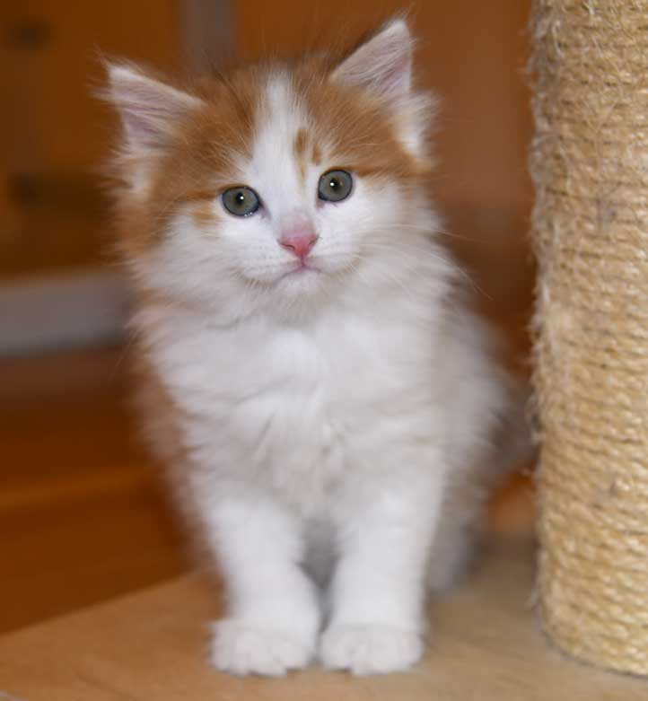 Sibirisk kattunge Elvis