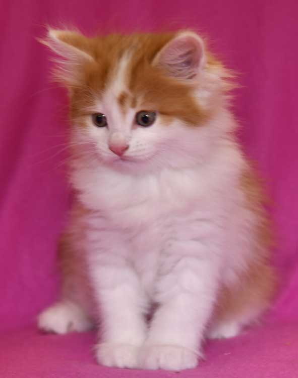 sibirisk kattunge Elvis