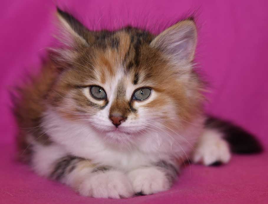 sibirisk kattunge Ebella