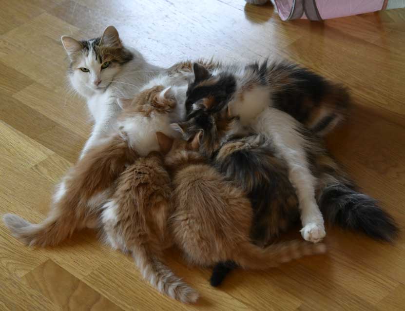 Sibiriska kattungar F3-kull