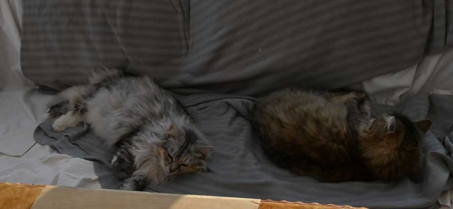 Sibiriska katter Gabbie och Ziinie