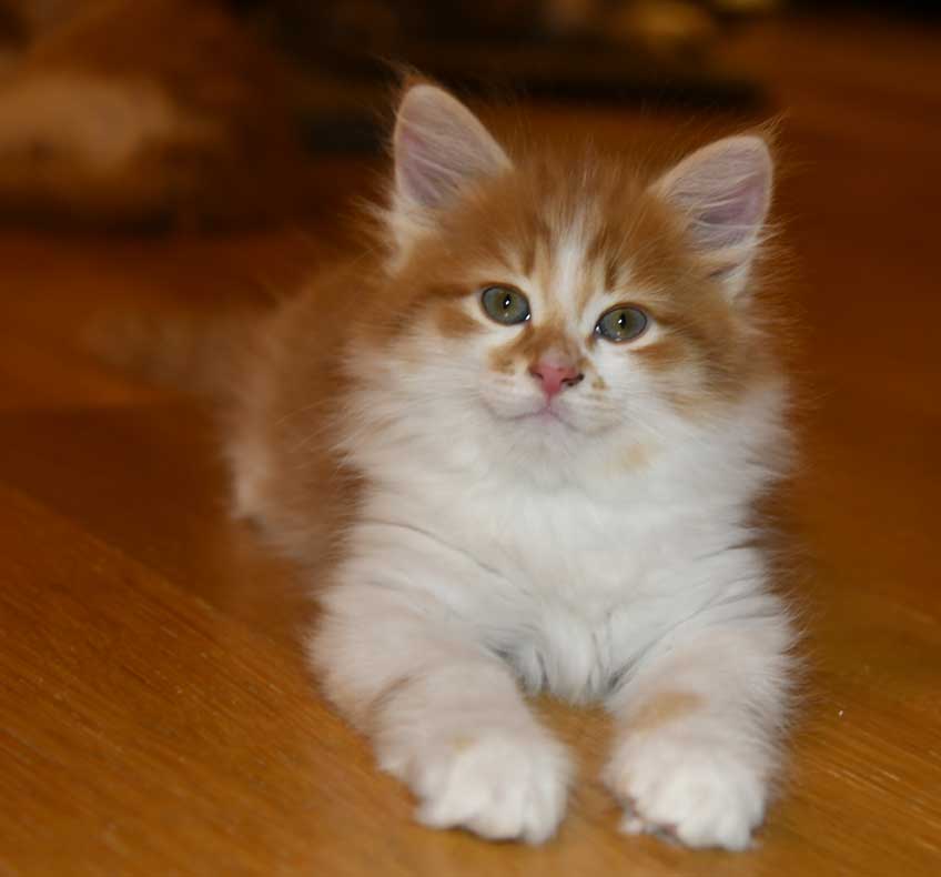 Sibirisk kattunge Edwin