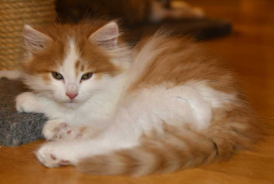 Sibirisk katt Elvis