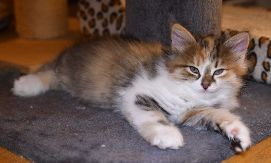 Sibirisk kattunge Ebella