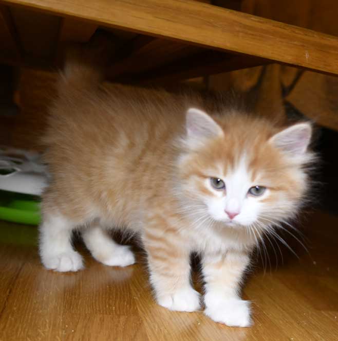 Sibirisk kattunge Einstein