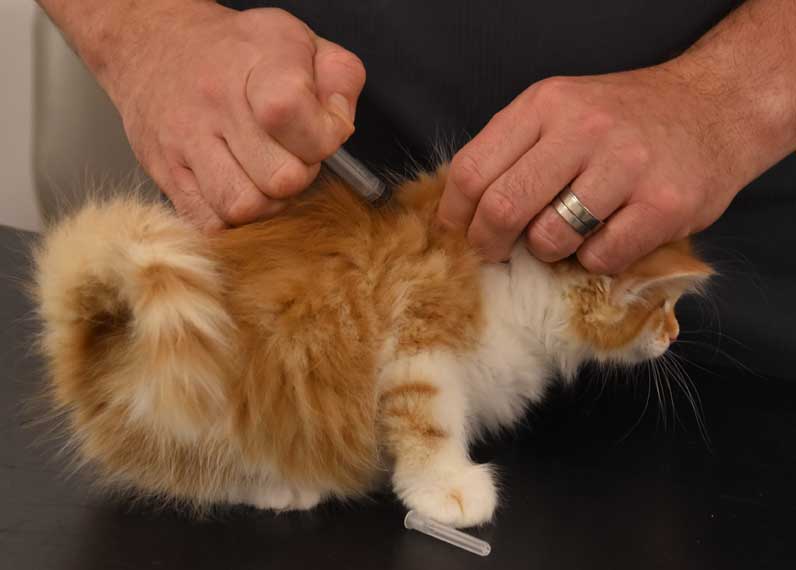Sibirisk kattunge Edwin