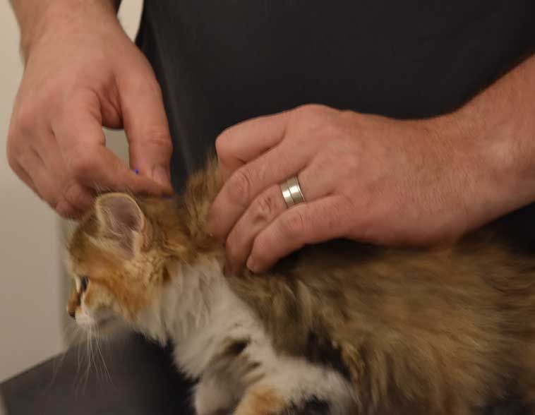 Sibirisk kattunge Ebella
