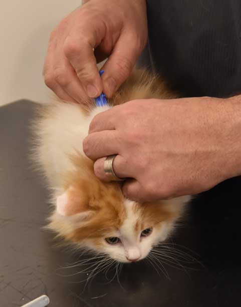 Sibirisk kattunge Elvis