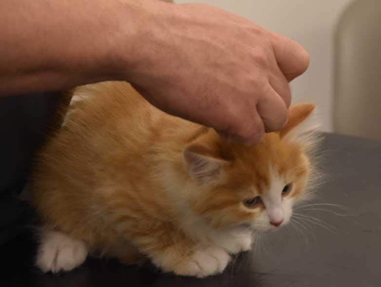 Sibirisk kattunge Einstein