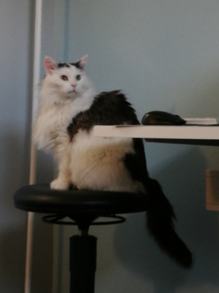 Sibirisk katt Junior