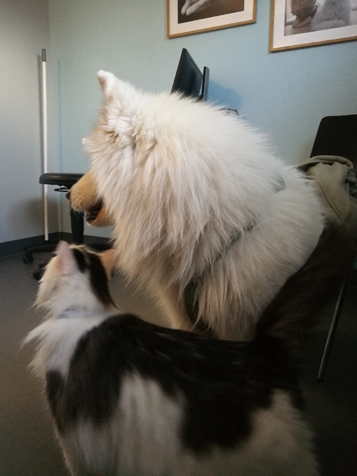Sibirisk katt Junior
