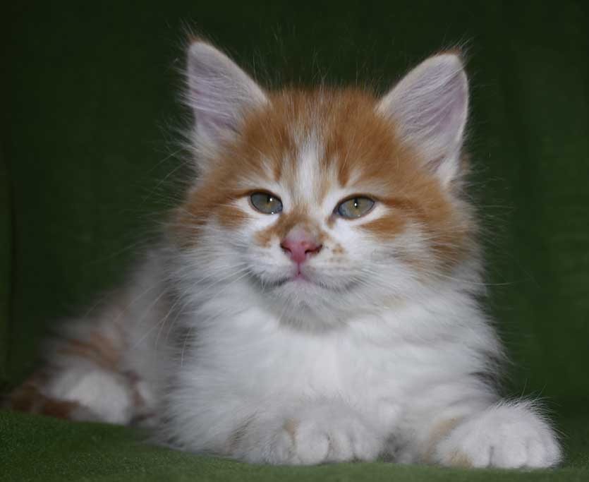 Sibirisk kattunge Edwin