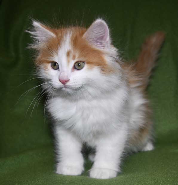 Sibirisk kattunge Elvis