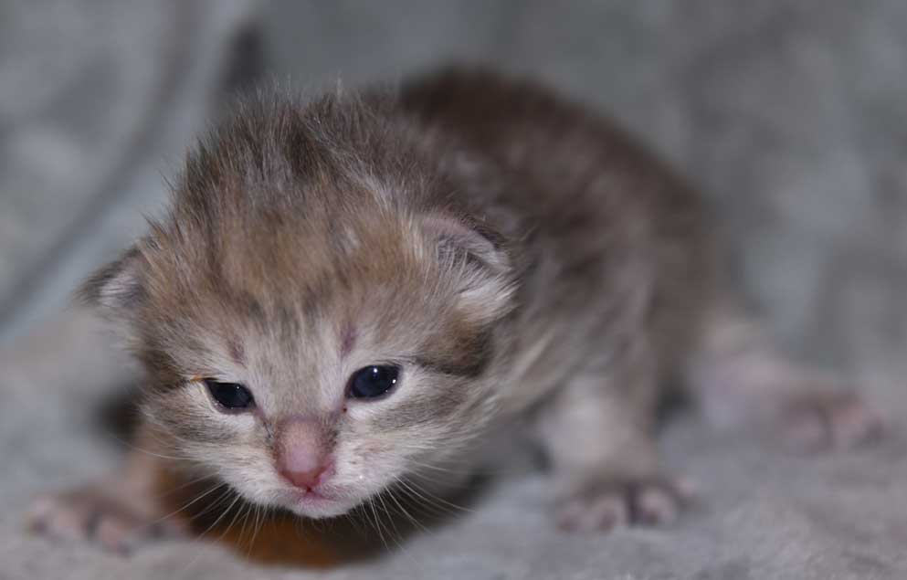 sibirisk kattunge Fabiola