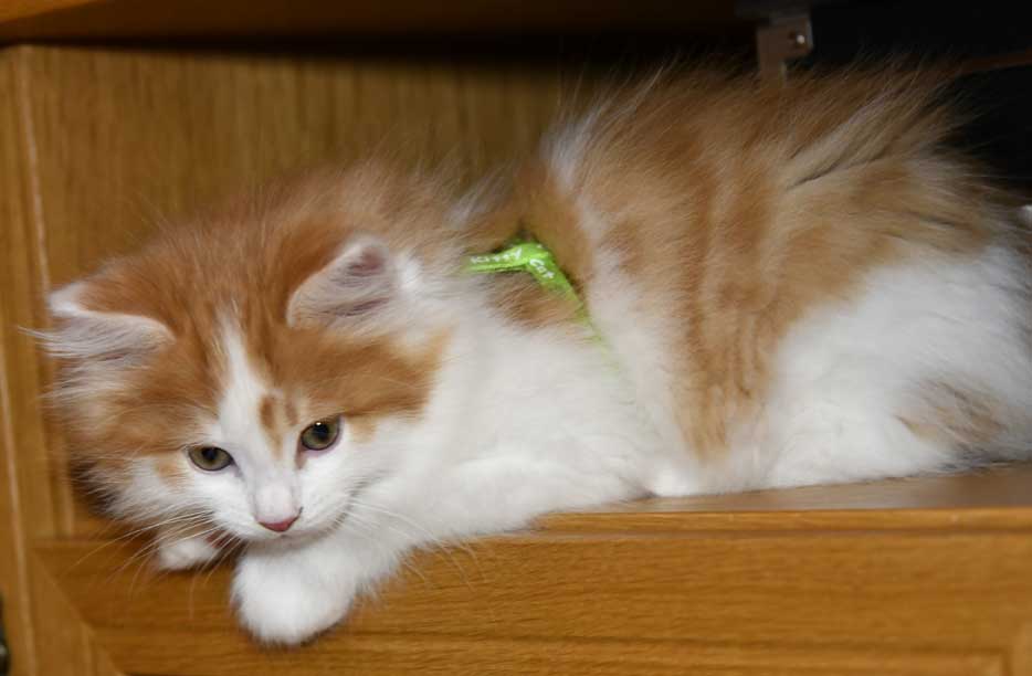 Sibirisk kattunge Elvis